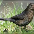 Amsel