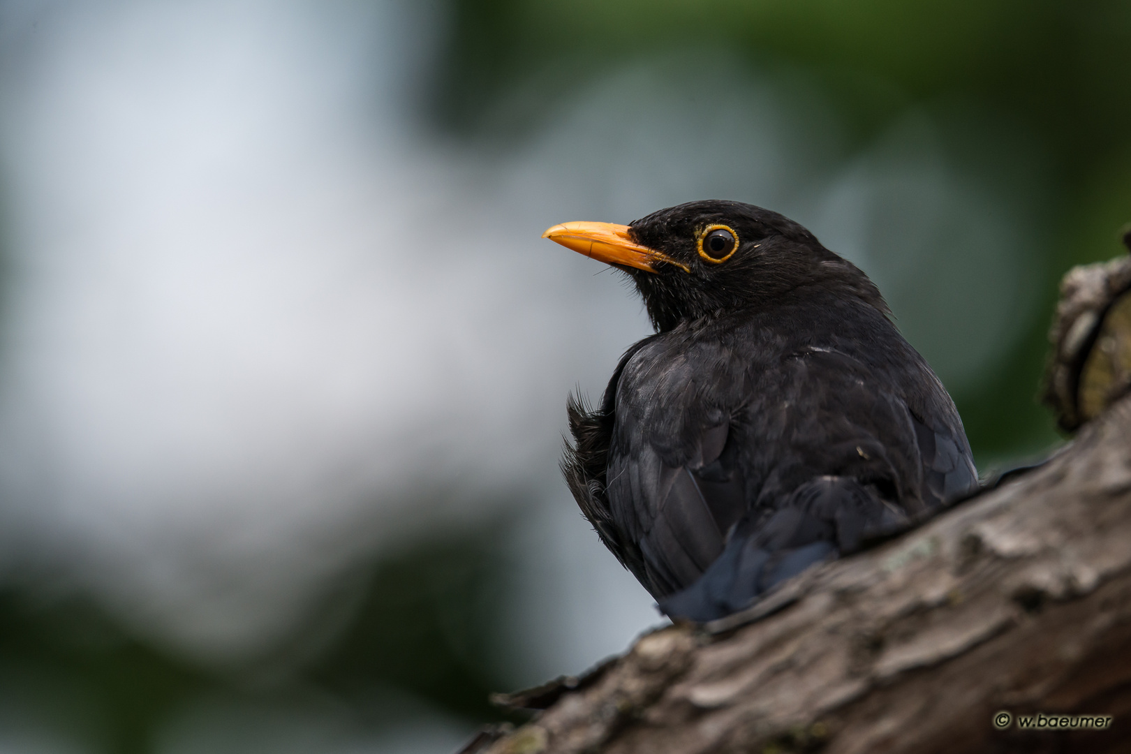 Amsel