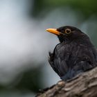 Amsel