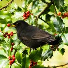 Amsel