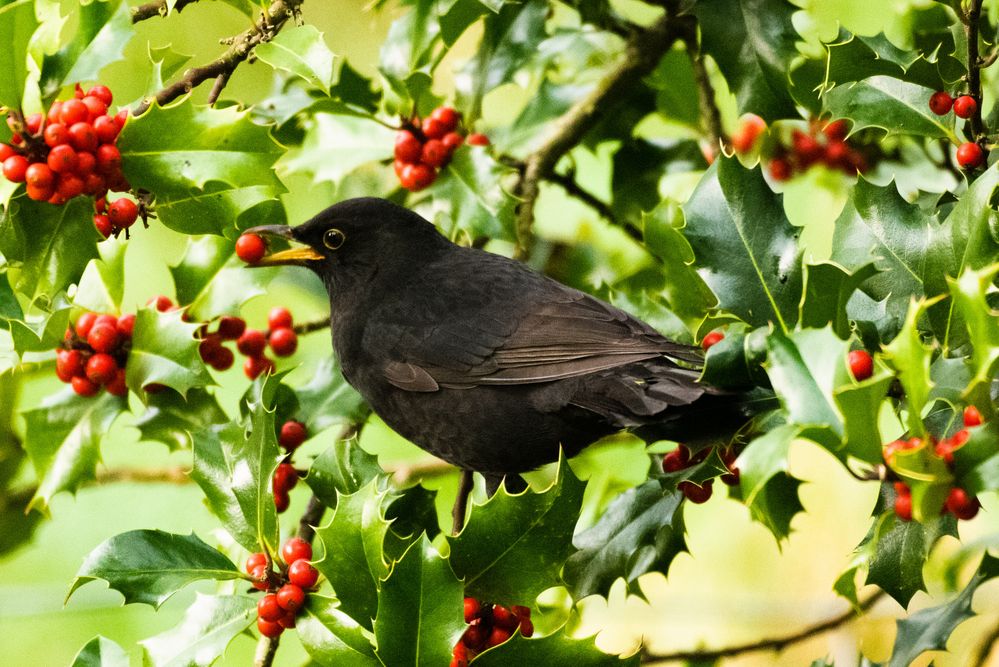 Amsel