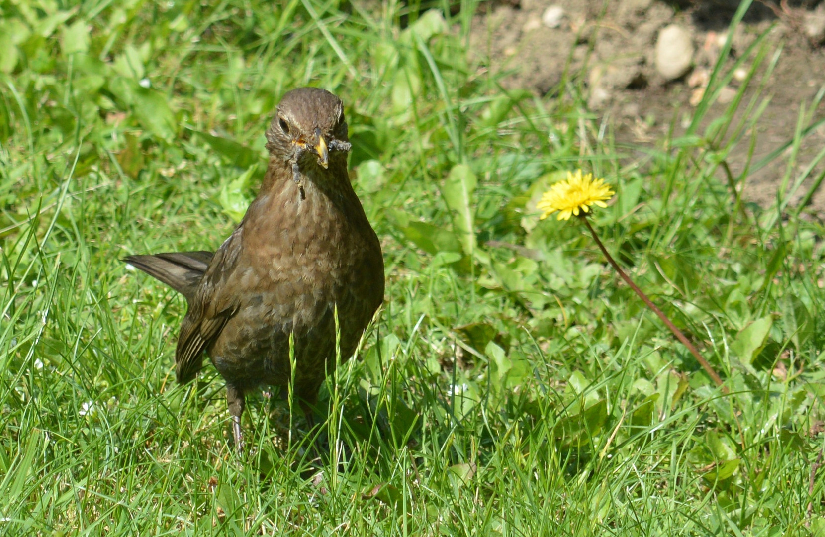 Amsel