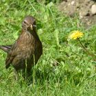 Amsel