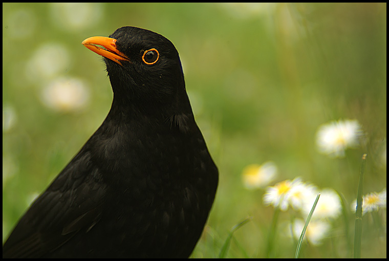 Amsel