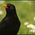 Amsel