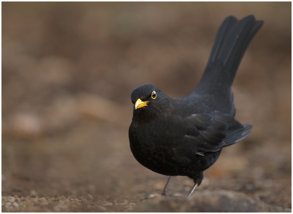 Amsel