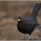 Amsel