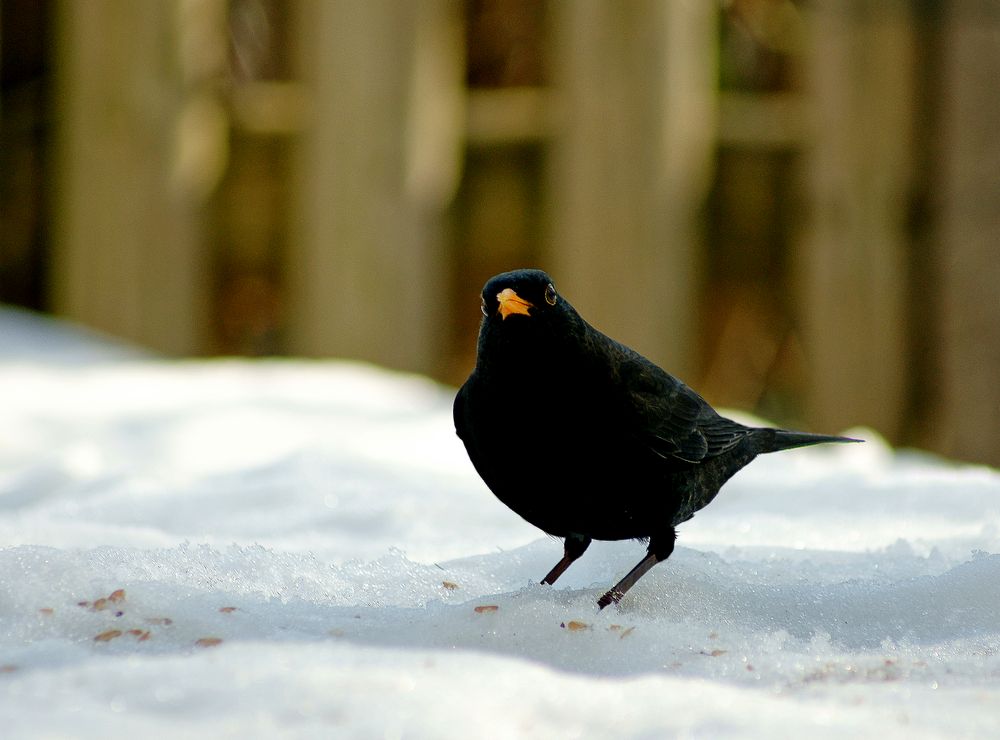 Amsel