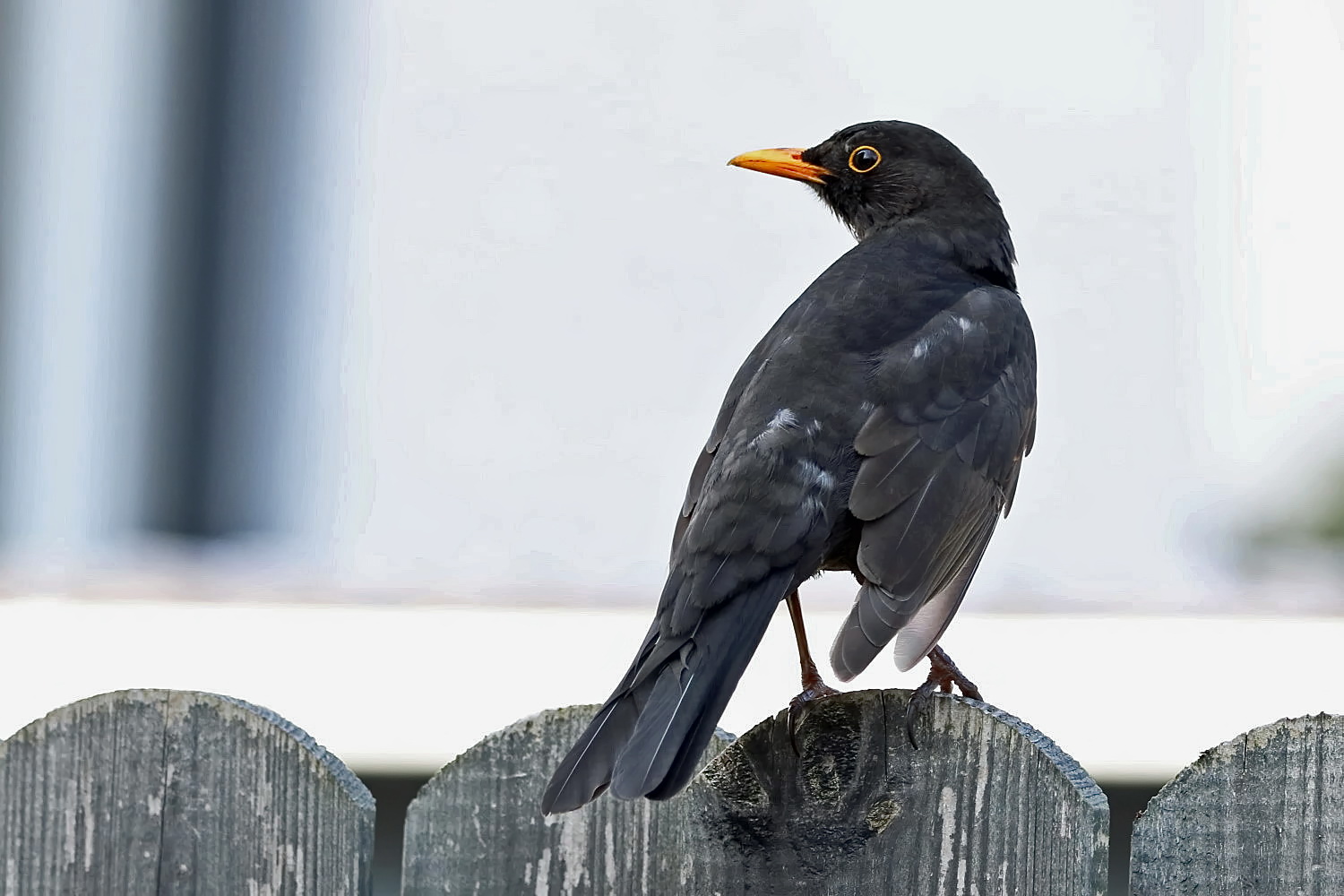 Amsel