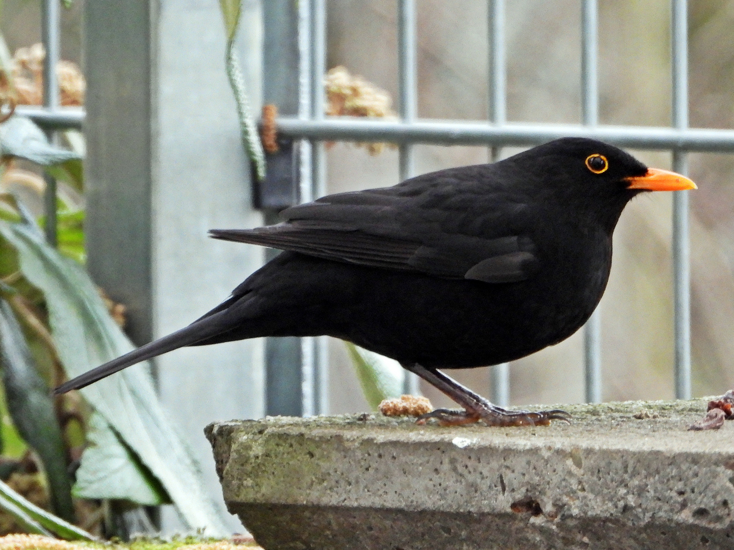 Amsel (24.02.2024)