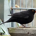 Amsel (24.02.2024)