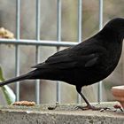 Amsel (24.02.2024)