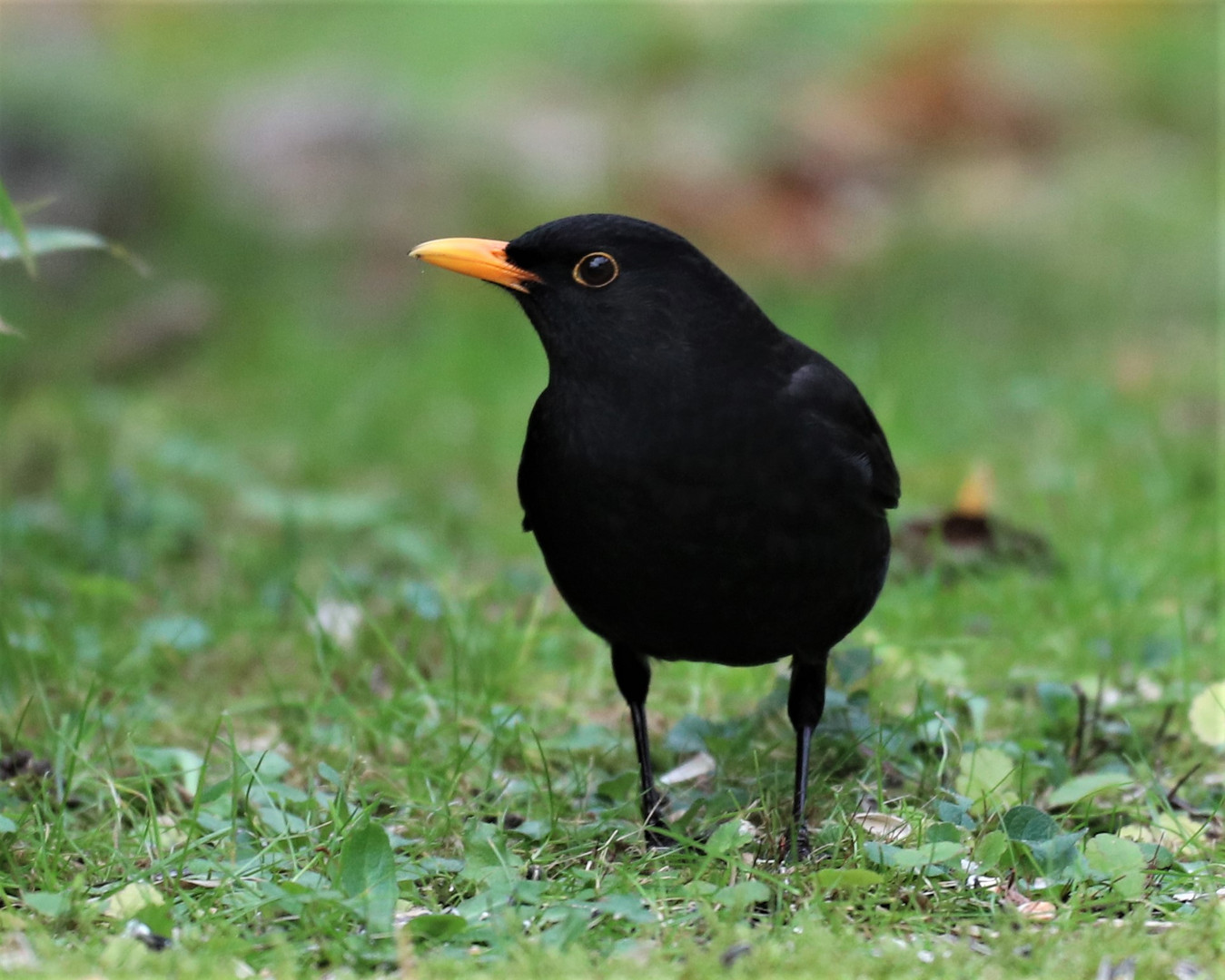 Amsel