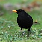 Amsel