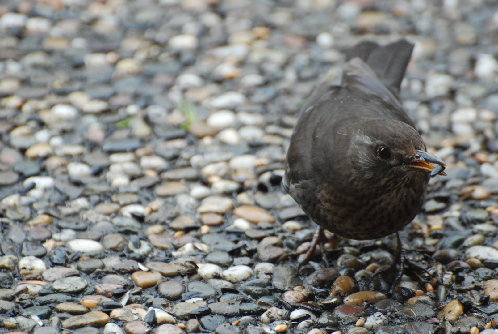 Amsel