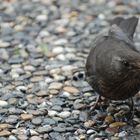 Amsel