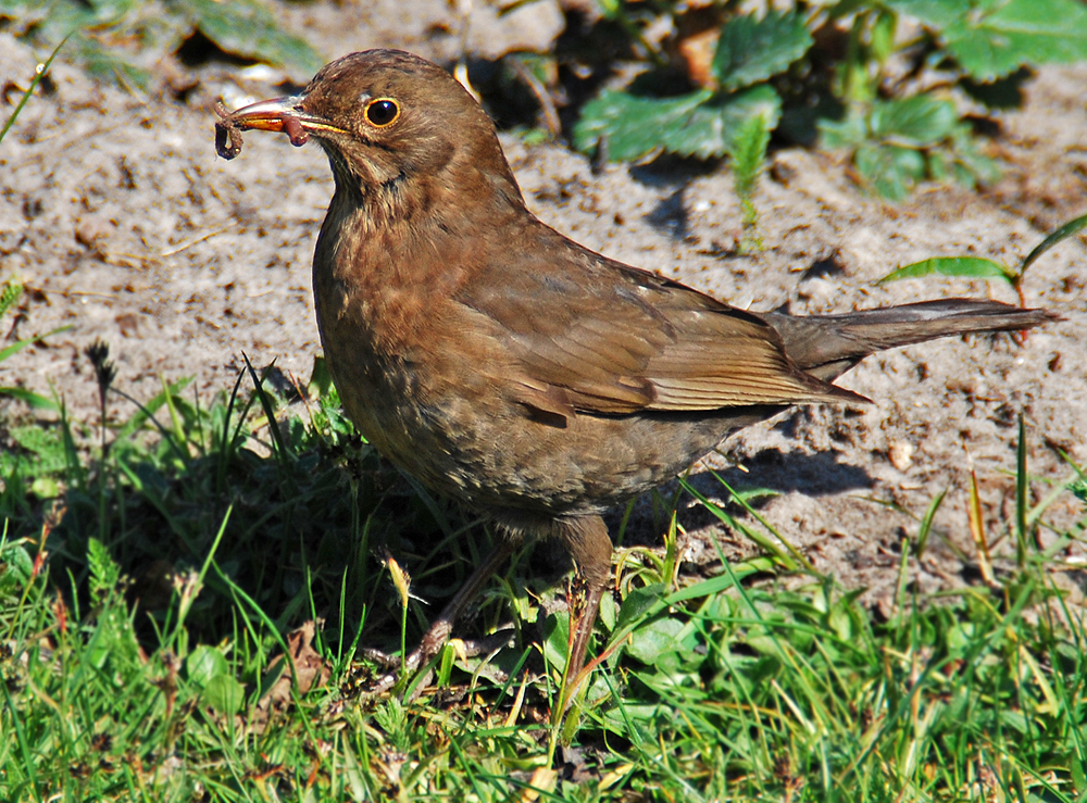 Amsel