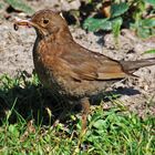 Amsel