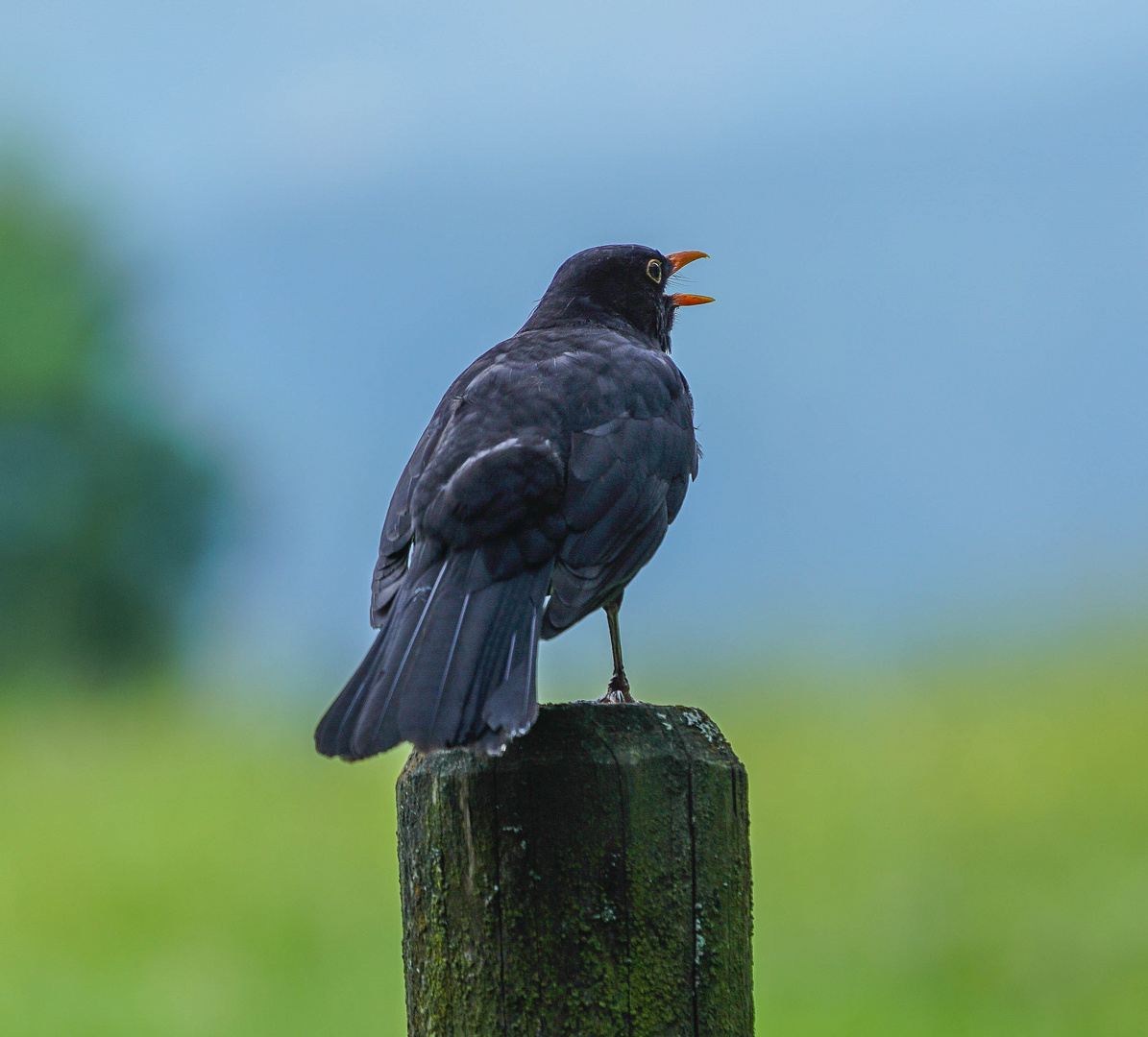 Amsel