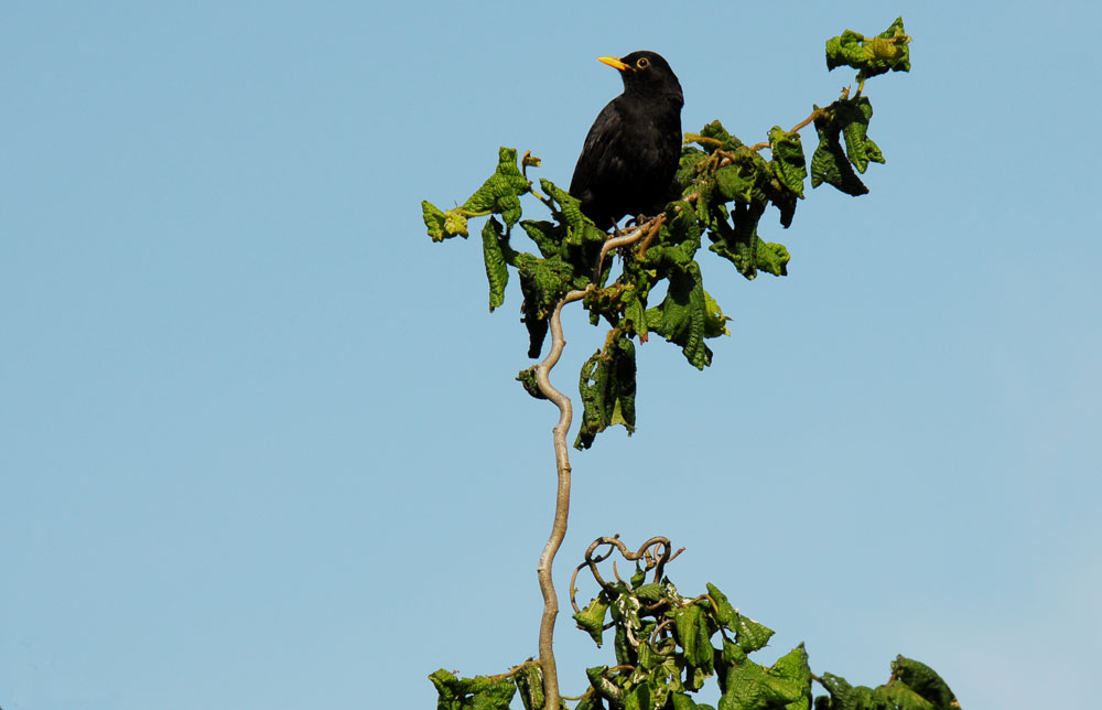 Amsel