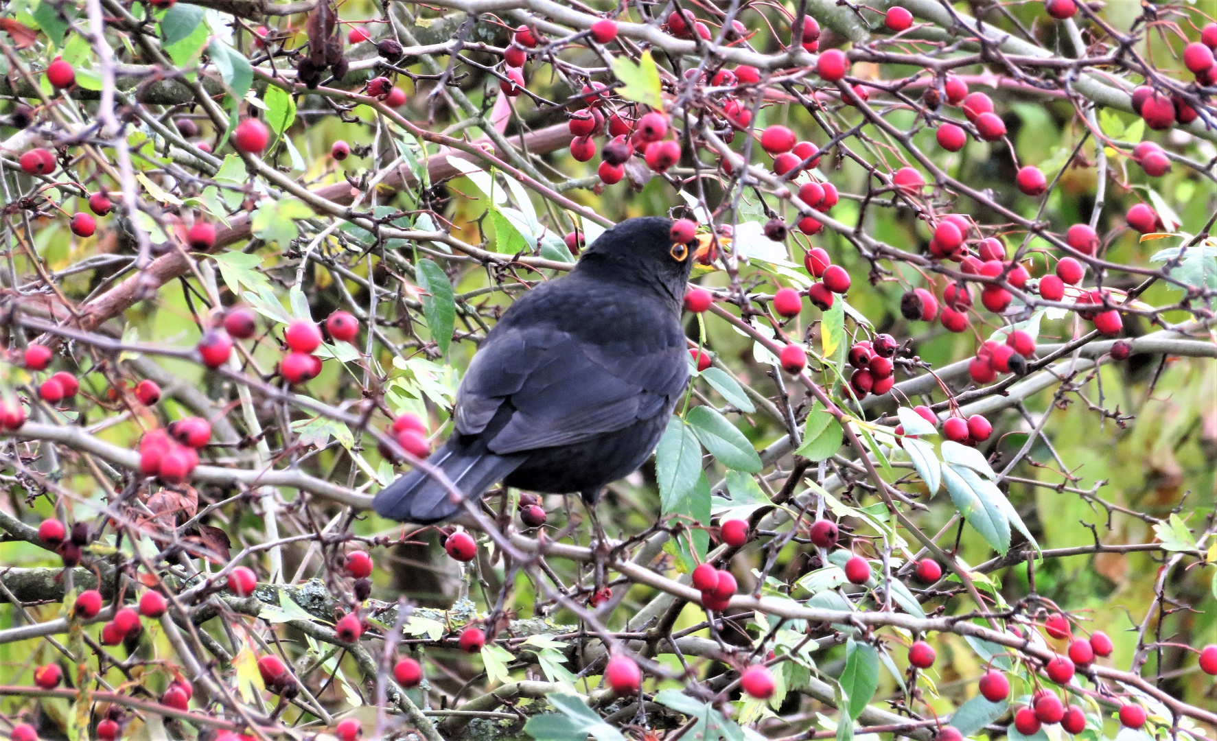 Amsel