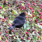 Amsel