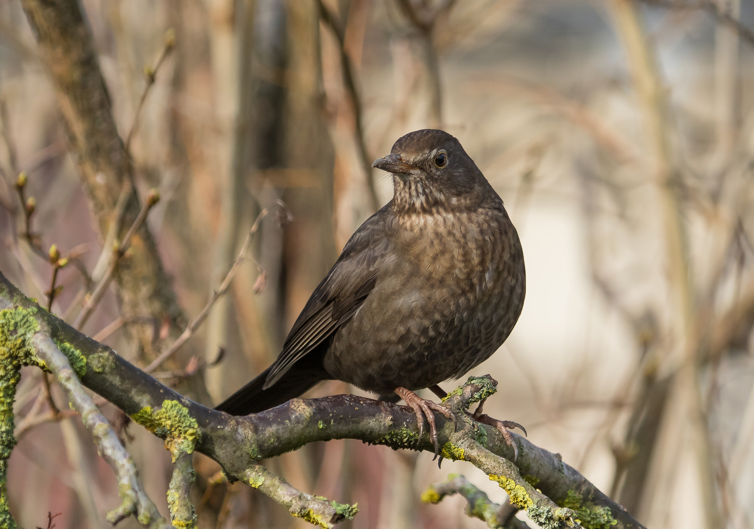 Amsel