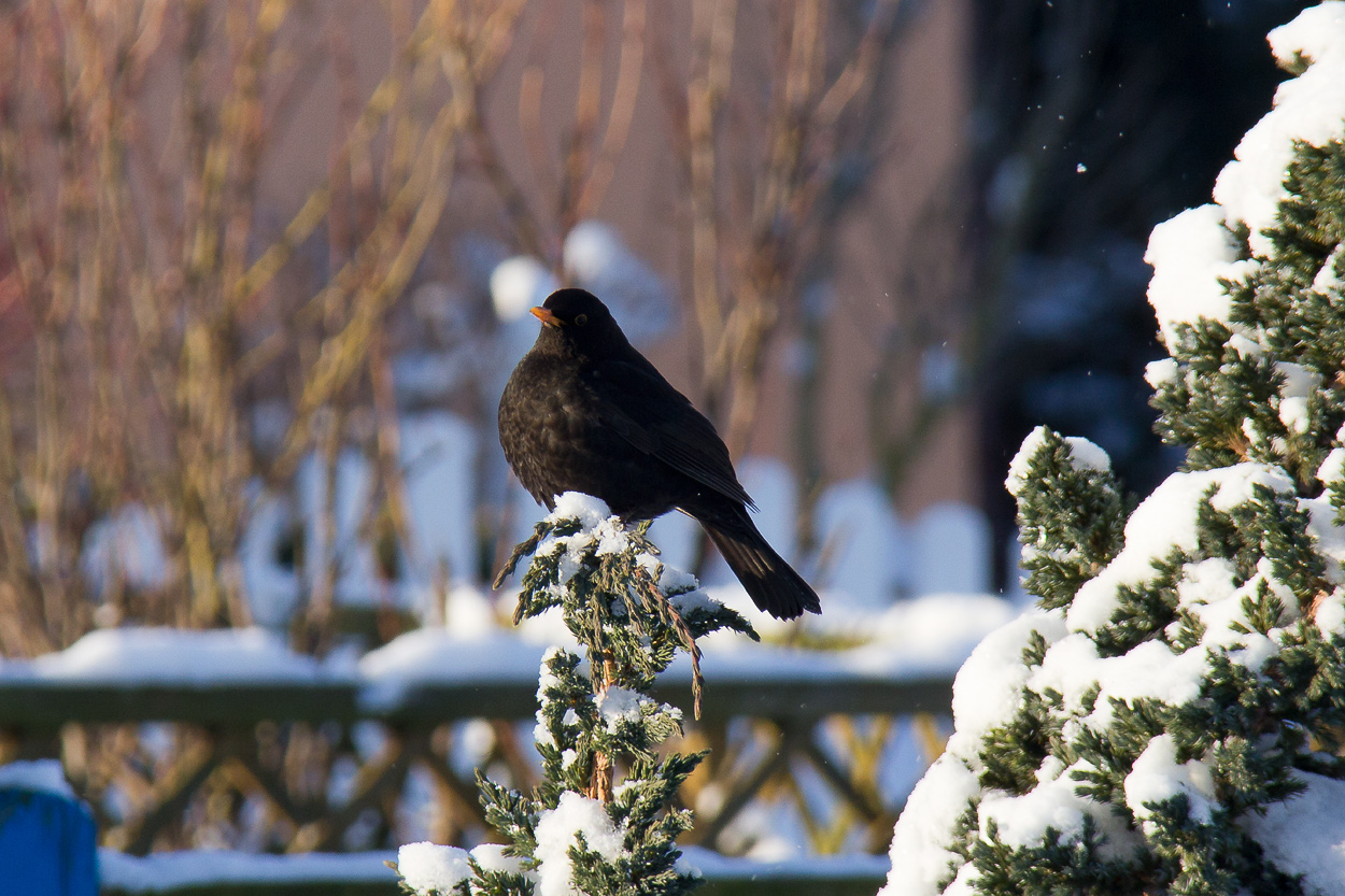 Amsel