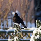 Amsel