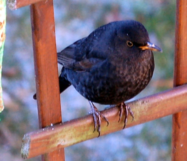 Amsel