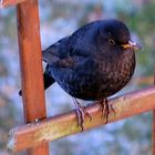 Amsel