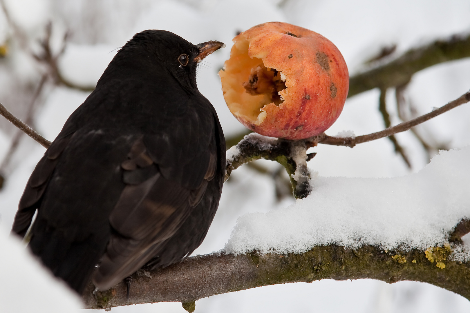 Amsel