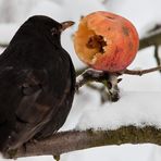 Amsel