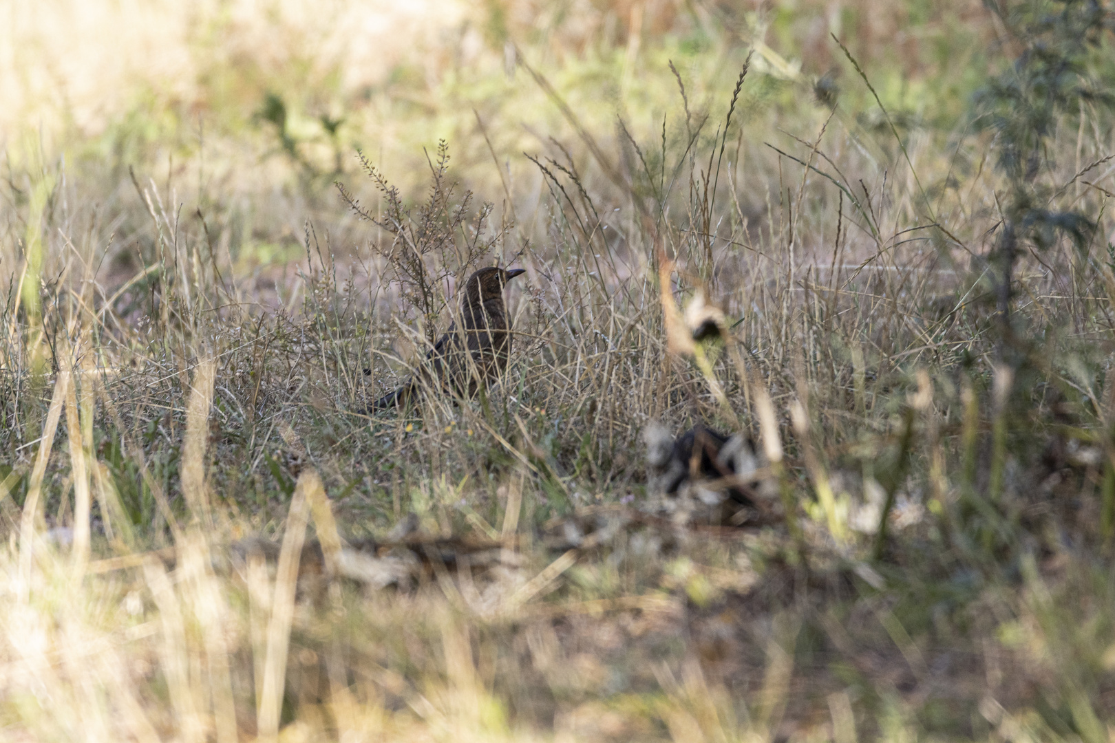 Amsel-2738