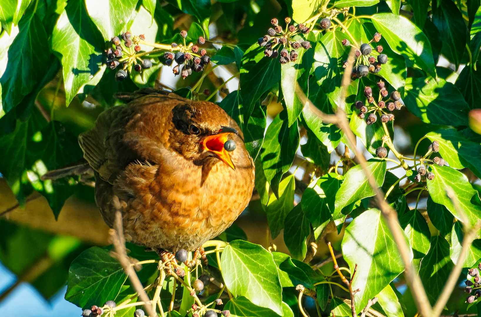 Amsel