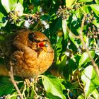 Amsel