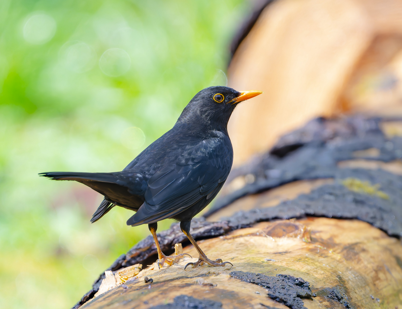 Amsel