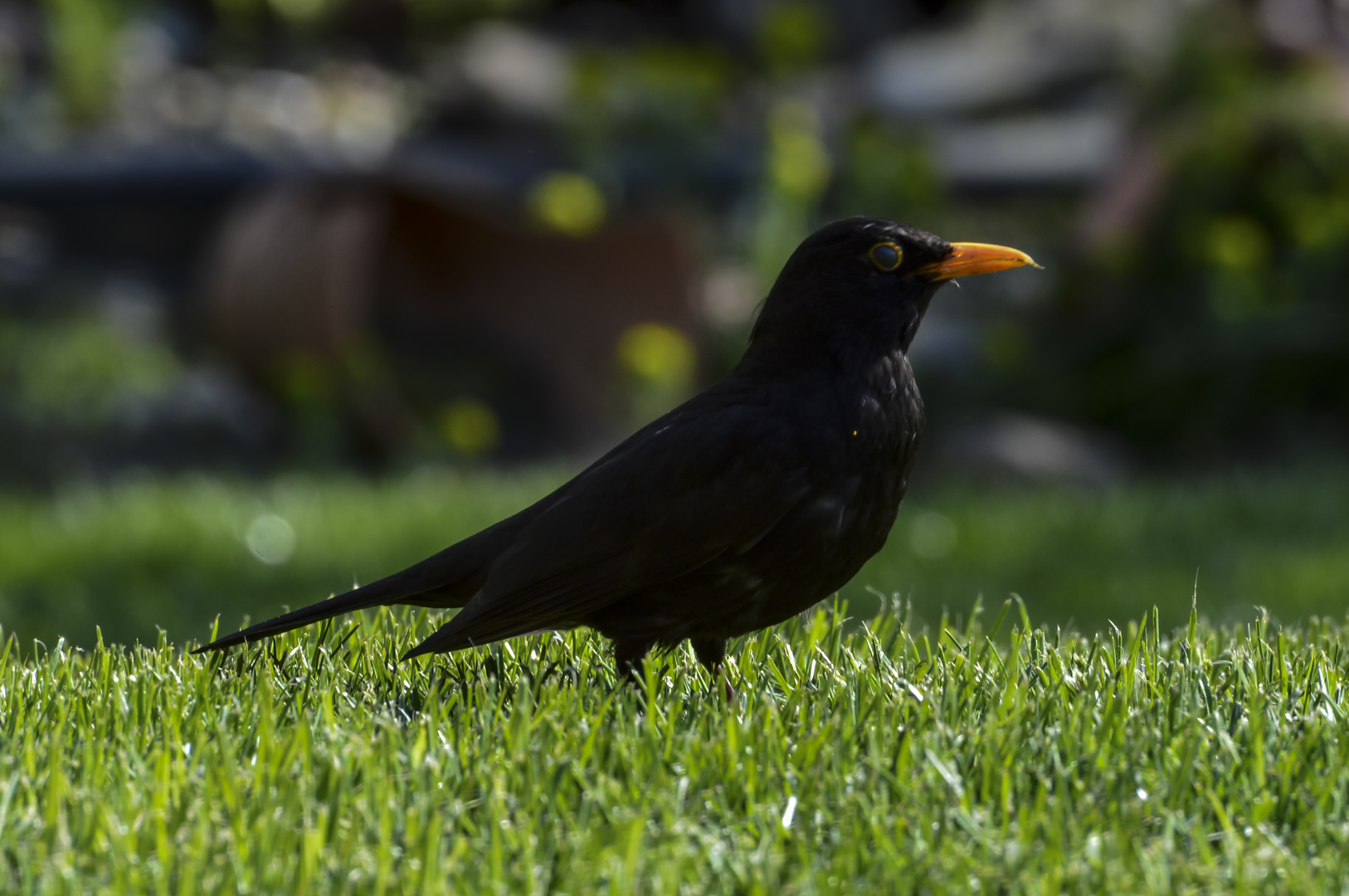 Amsel