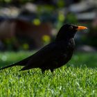 Amsel