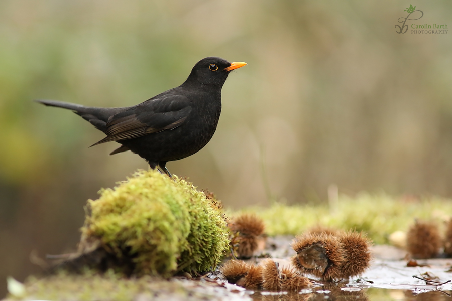 Amsel