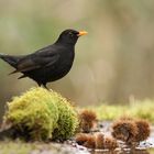 Amsel