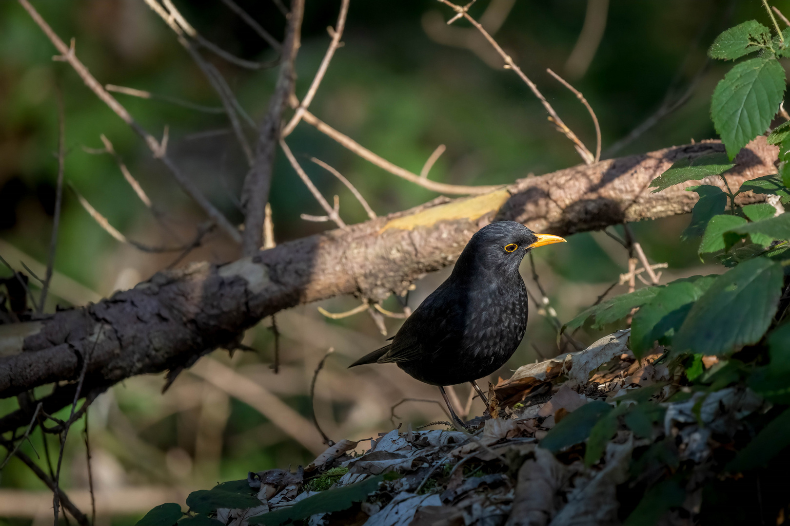 Amsel