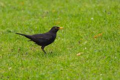 Amsel