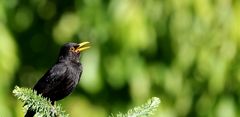 Amsel