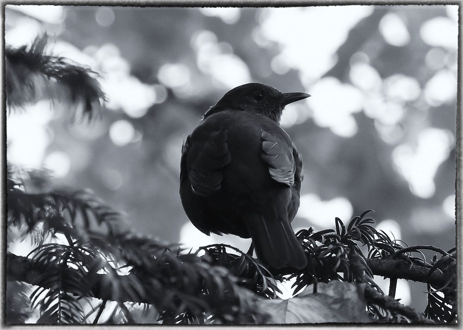 Amsel