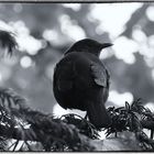 Amsel