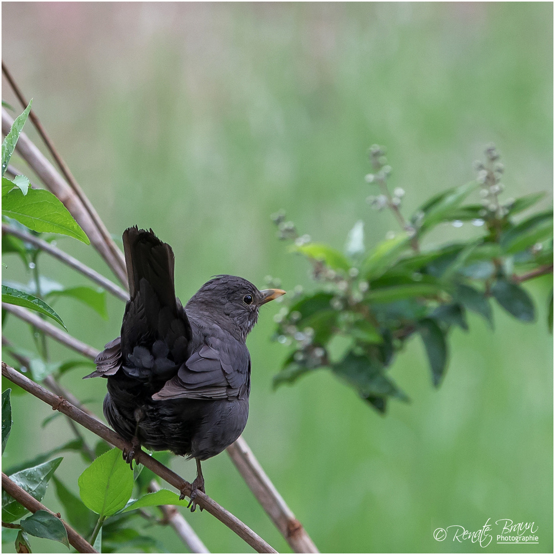 Amsel