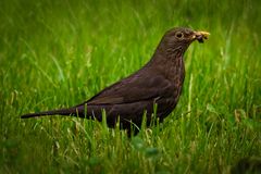 Amsel