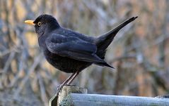 Amsel