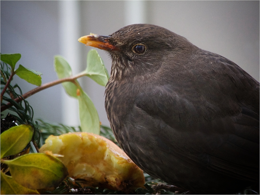 Amsel